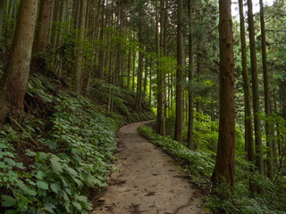 杉の森の山道