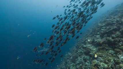 Fototapeta na wymiar Spawning aggregation of Orange-spine Surgeonfish