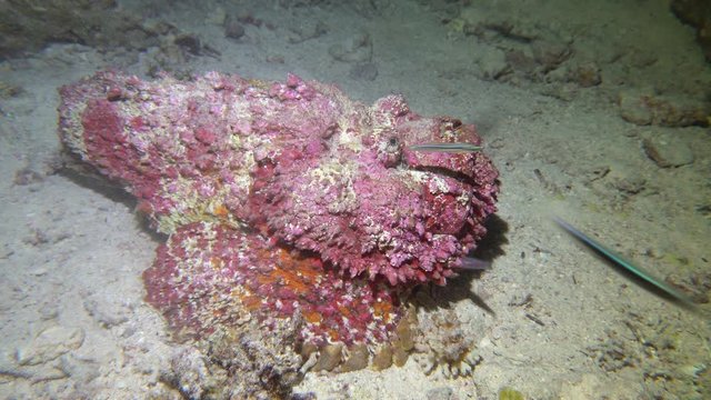Echter Steinfisch (Synanceia verrucosa) bei der n&auml;chtlichen Jagd nach Fischen, Hurghada, &Auml;gypten