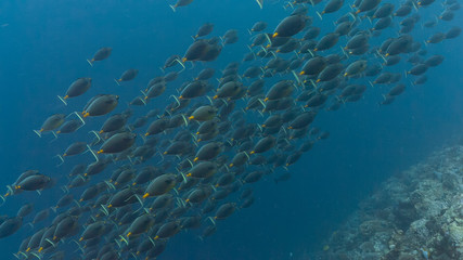 Naklejka premium Spawning aggregation of Orange-spine Surgeonfish