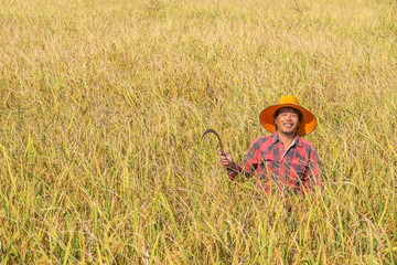 Happy Farmer look at camera Standing in the rice field with sickle, scythe or hook  for harvesting.