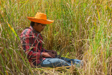 Naklejka na ściany i meble Farmer using computer laptop searching in the rice field.
