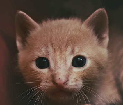  In-depth look of innocence...