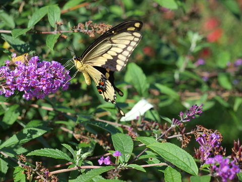 The Eastern Yellow Black Swallowtail Butterfly sips nectar from a high-yield plant that was planted to have high yield nectar for butterflies, bees and hummingbirds. 