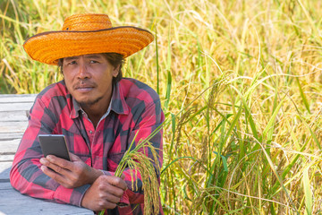 Fototapeta premium Close up of Farmer hand using mobile phone or tablet Standing in the rice field with sickle, scythe or hook for harvesting.