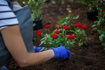 Image of hands in blue gloves of agronomist planting red roses in garden