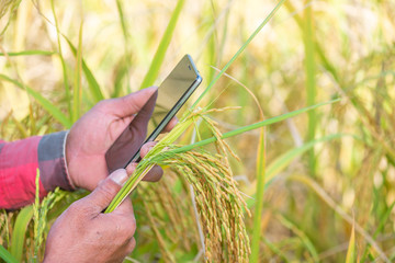 Close up of Farmer hand using mobile phone or tablet Standing in the rice field with sickle, scythe or hook for harvesting.