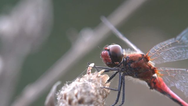 Red-veined darter or nomad (Sympetrum fonscolombii) is a dragonfly of genus Sympetrum.  Flying adderis similar to other Sympetrum species but. Males have a red abdomen, redder than many
