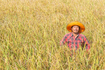 Obraz premium Farmer look at camera Standing in the rice field for harvesting.