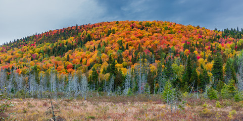 Fall scene in the Quebec cottage country with golden leaves and fall colors.
