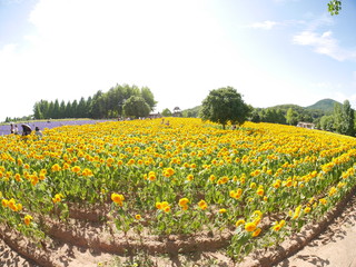 Fototapeta premium ひまわり