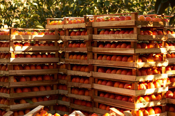Agriculture and harvesting concept with fresh persimmon fruits in wooden boxes, farm garden with persimmon trees 
