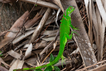 Juvenile green iguana (iguana iguana) - Topeekeegee Yugnee (TY) Park, Hollywood, Florida, USA