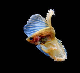 Siamese fighting fish, yellew fish, black background Betta splendens, Betta Fish, Halfmoon Betta.