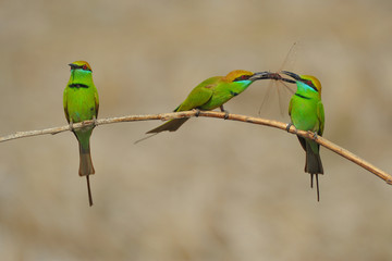 colorful bird on a branch