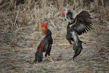 portrait of a vulture
