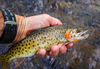 Colorful Colorado Cutthroat Trout Caught Fly Fishing