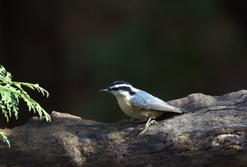 Red Breasted Nuthatch