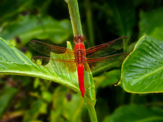 Neon Skimmer