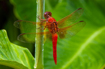 Neon Skimmer