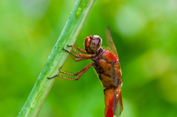 Neon Skimmer