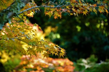 紅葉