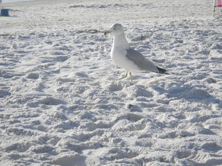 Bird on the beach