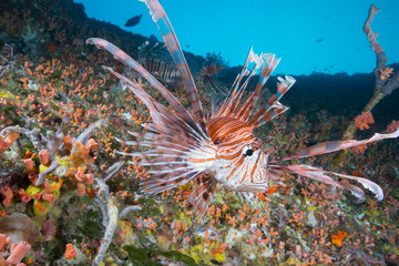 Lionfish on coral reef