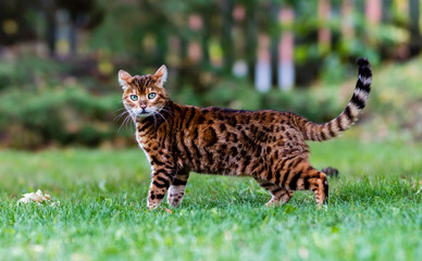 Naklejka na ściany i meble Bengal cat stalking wild birds and squirrels in a park in Quebec Canada.