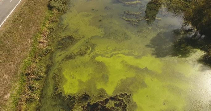 Fantastic aerial view of duckweed and algae on a forest lake with smooth surface and near the highway