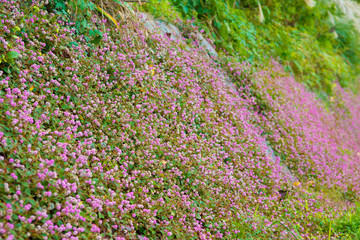 flowers of polygonum