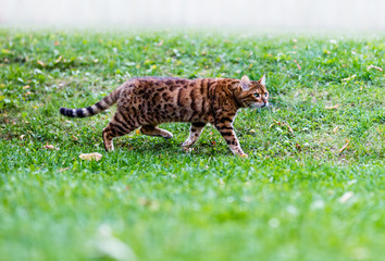 Bengal cat stalking wild birds and squirrels in a park in Quebec Canada.