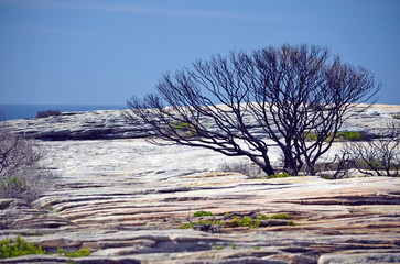 Burnt and blackened tree on sandstone plateau at Cape Solander after a bushfire in Kamay Botany Bay National Park, Sydney, NSW, Australia, 