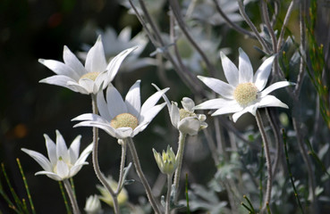 Stand of wild Australian native flannel flowers, Actinotus helianthi, growing after a bushfire in...