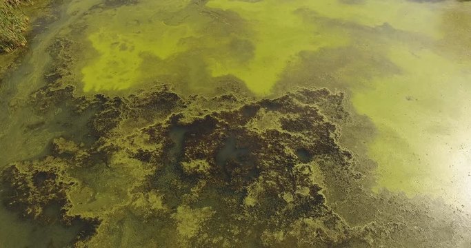 Fantastic aerial view of duckweed and algae on a forest lake with smooth surface and near the highway