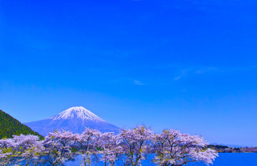 田貫湖から見る満開の桜と富士山

