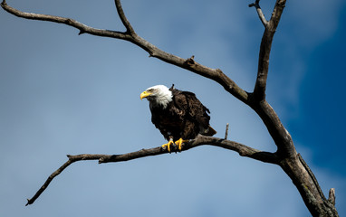 bald eagle on a branch
