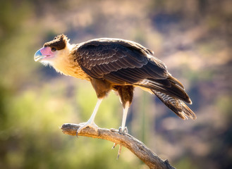 Crested Caracara Caracara cheriway Perched on Branch