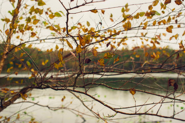 A screen of yellow birch leaves on a tree beside a lake in the Fall