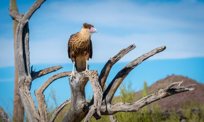 Crested Caracara Caracara cheriway Perched on Branch