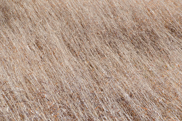 dried grass of winter