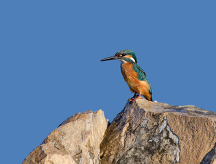 Common Kingfisher Sitting on Rock on Blue Sky