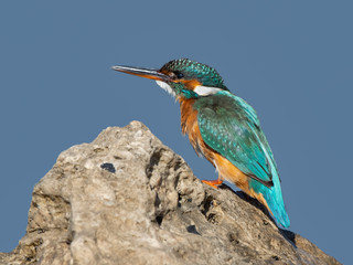 Common Kingfisher Standing on Sea Rock, Closeup Portrait