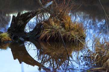 off-season, cold swamp landscape in autumn twilight