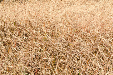 dried grass of winter