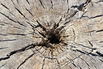 The cores of an ages tree cut at the base