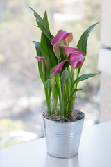 Calla lily in the Window