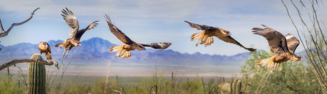 Crested Caracara Panorama Sequence Panorama Flight Multiple Images