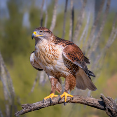 Ferruginous Hawk on branch in Sonoran Desert
