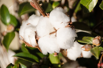 seed of cotton in winter